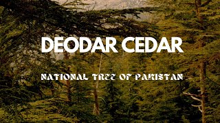 Deodar Cedar Guardians of the Himalayas 🌲  Medicine Ecology and Morequot [upl. by Warfield775]