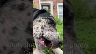 Are Catahoula Leopard dogs good family dogs Of course they are catahoulapuppy catahoulaleopard [upl. by Asertal]