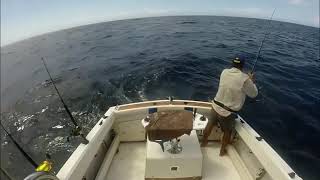 Fisherman Falls Overboard Attempting to Catch Black Marlin  1003883 [upl. by Hsakaa773]