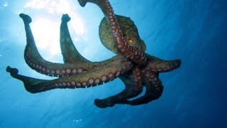 Octopus Uses Coconut Shell to Hide Intelligent Animals [upl. by Sayce]