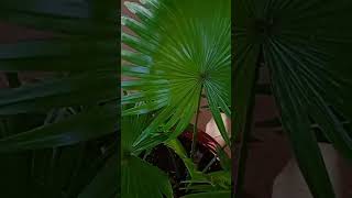 Livistona chinensis tropical plant Indoor decorating ideas trendingytshort school gardening [upl. by Swainson]