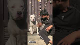 Ajj Alexa ko Bht Dat pde 😱😱 asw  Kr Diya Alexa Ne alexa scar youtube doglover [upl. by Abner15]