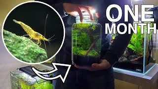 20 MONTHS  Shrimp Ecosphere compilation [upl. by Ahsiekar846]