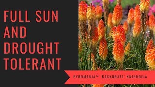 PYROMANIA™ Backdraft Kniphofia  wwwgardencrossingscom [upl. by Saul]