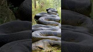 Largest Snake Of All Time 😱 [upl. by Wheelwright]