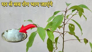 Kapoor plant ke chamatkrik aushadhiy laabh aur plant care [upl. by Epifano]