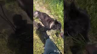 Odin the wolf long leash training [upl. by Orville551]