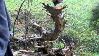 SandevBonsai  Carpinus orientalis Big Or second year basic cutting [upl. by Joacima]