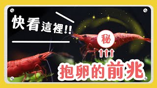 養蝦繁殖好難？小蝦米長大的過程與變化 1 Tip Become a Master of Breeding Shrimp [upl. by Wojcik]