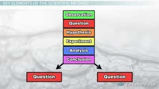 The Scientific Method Steps Terms and Examples [upl. by Calisa992]