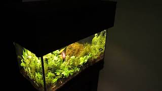 Wood Canopy for 10Gallon Aquascape Complete 4424 [upl. by Notlim]