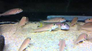 Xenotilapia ochrogenys quotNdole bayquot breeding tank  PISCES [upl. by Neztnaj]