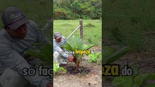 Dicas importantes roça coqueiro plantas [upl. by Annuahs]