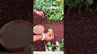 Rose seedling cutting cultivation process [upl. by Nosa]