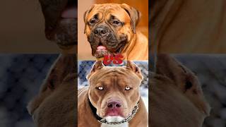 BULLMASTIFF VS PITBULLCANE CORSO [upl. by Elrem]