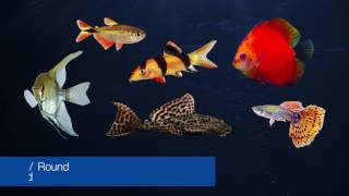 Tetra® Brand — Introduction to Tropical Fish [upl. by Elston320]