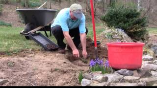 How to move transplant perennials to a new location [upl. by Farika317]