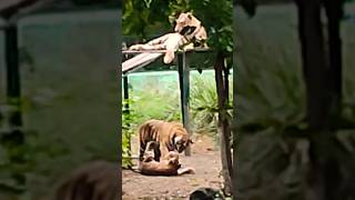 tiger attack tiger tigerattack attack lion zoo roar 2024 zoo indoreattractions [upl. by Barri]