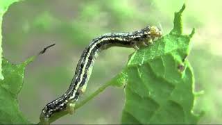 Time to band trees for cankerworms [upl. by Adnoryt]