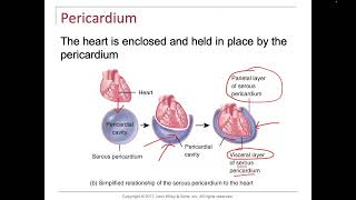 Heart Endocardium myocardium and pericardium and intro to electrical conduction system [upl. by Yzzo]