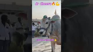 junior Dheera Dheera bulls update subscribe 🔔 my channel midhun ongole bulls👍 [upl. by Bigford897]