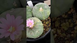 銀冠玉錦10 Lophophora fricii 2024 09 22 ＃shorts [upl. by Eenert]