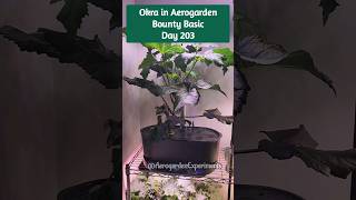 Okra plant growing in Aerogarden Bounty Basic hydroponics system Jambalaya Day 203 hydroponics [upl. by Nikolaus]