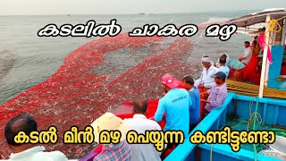 കടലിലെ മീൻ മഴ കണ്ടിട്ടുണ്ടോIt rained fish in the sea😳വള്ളം നിറച്ചും മീൻ കേറിയപ്പോൾ😳 [upl. by Dulsea]