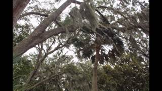 TIMUCUAN ECOLOGICAL AND HISTORIC PRESERVE VISITORS CENTER VIDEO BY ASAP PLUMBING 9043461266 [upl. by Remot]