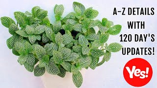 FITTONIA Plant CARE 101  BEST Soil Mix Fertilizer Light amp Water Requirements amp Propagation [upl. by Leeanne546]