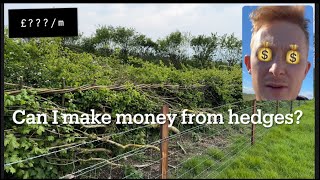 BenAdamsAgri  Can I make money from hedges [upl. by Iaras]