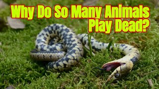 Why Do So Many Animals Play Dead The Science Behind It [upl. by Douglass82]