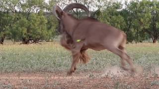 Diamond quotCquot Bow Hunting  Aoudad [upl. by Kristie]