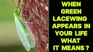 WHEN GREEN LACEWING INSECT APPEARS IN YOUR LIFE WHAT IT MEANS [upl. by Atte]