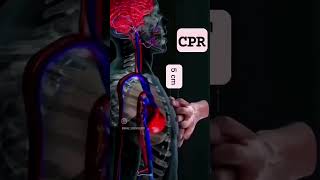 Cardio pulmonary resuscitation makescienceeasy science neet biology anatomy [upl. by Camilla595]