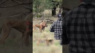 This man save his dog from kangaroo 🦘 dog kangaroo [upl. by Maure617]