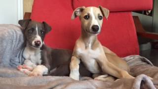 Whippet Puppies [upl. by Riaj104]