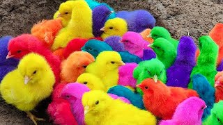 Menangkap ayam lucu ayam warna warni ayam rainbow bebek angsa ikan hias ikan cupang Kelinci [upl. by Rainger740]