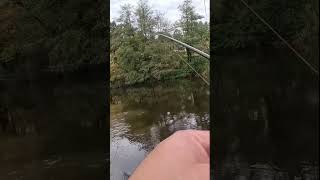 15s Döbel Livebiss angel angeln fishing fish fishinglife fishvideo feedern fischen natur [upl. by Elena]