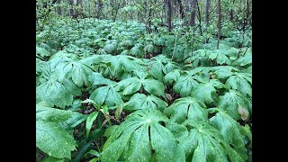 Learn about Mayapples [upl. by Emeline]