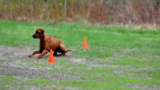 Rhodesian Ridgeback Obedience [upl. by Leonardi]