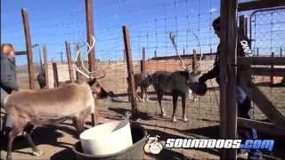 Reindeer Sound Effects Recording [upl. by Atiran768]