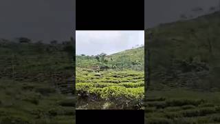 Darjeeling tourDarjeeling tourist placesshortsvideo [upl. by Wilton806]