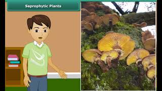 Class 7 Science nutrition in plants  saprophytic plants [upl. by Ahsaei]