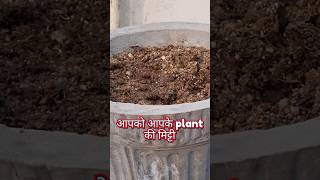 Well drain soil shorts viral royalguru song [upl. by Lleirbag]