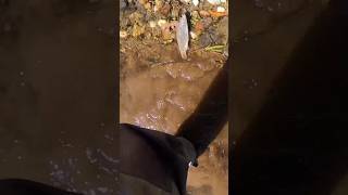 American River trout fishing shorts fishing flyfisherman flyfishing steelhead fall [upl. by Cohla]