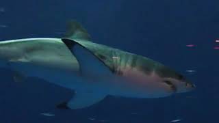 Great White Shark in Tuna Tank  Monterey Bay Aquarium [upl. by Ajad]