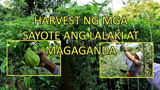 HARVEST NG MGA SAYOTE ANG LALAKI AT MAGAGANDA [upl. by Delastre]