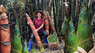 Harvest bamboo shoots and make delicious bamboo shoots [upl. by Liahcim]