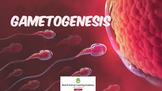 Gametogenesis in animals  Spermatogenesis and Oogenesis  Gametes formation  Easy biology [upl. by Molloy]